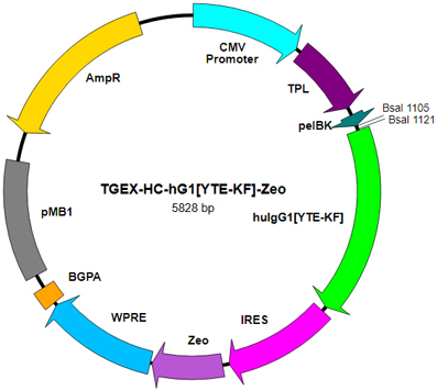 TEGX-HC-hG1[YTE-KF]-Zeo map